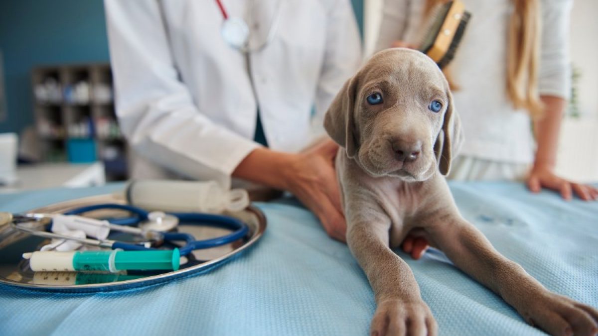 Vacunas para Cachorros | Tiendanimal