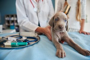 Plan de vacunación para un cachorro