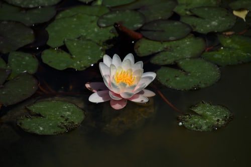 agua-fuente-vida