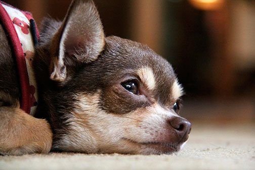 cremas para perros contra alergias cutaneas cremas para perros contra alergias cutaneas