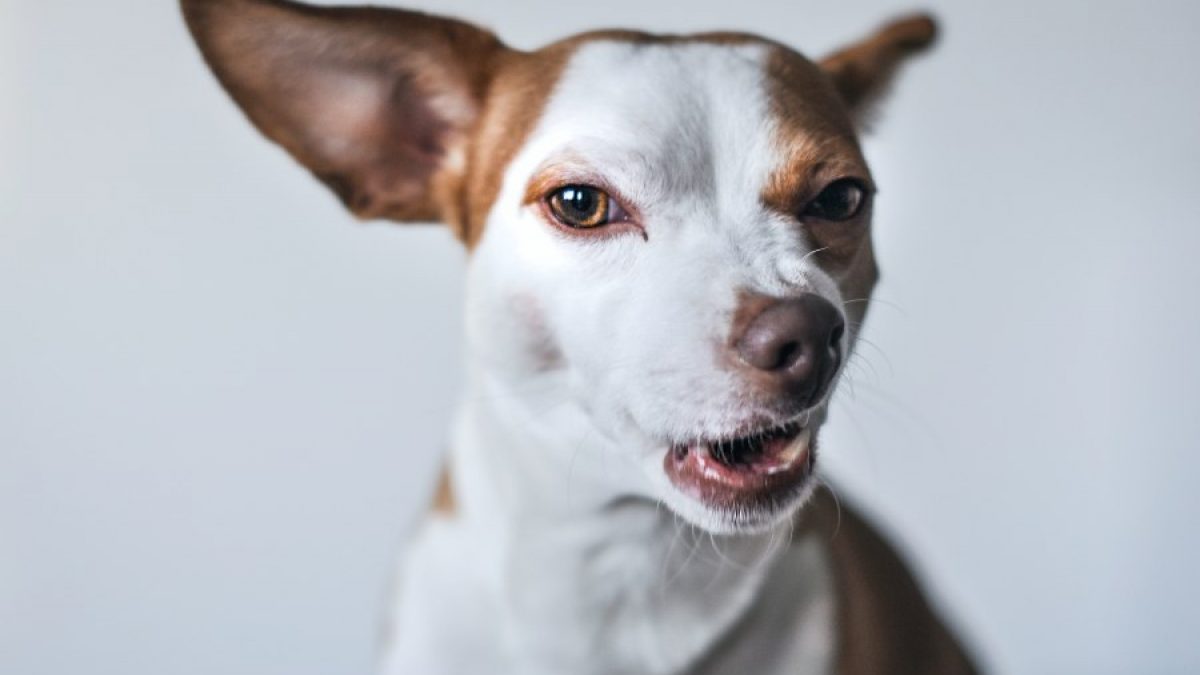 relajarse Oclusión pase a ver Alergia en Perros: Síntomas y Tratamiento - Tiendanimal