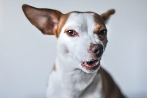 Tipos de alergía en perros