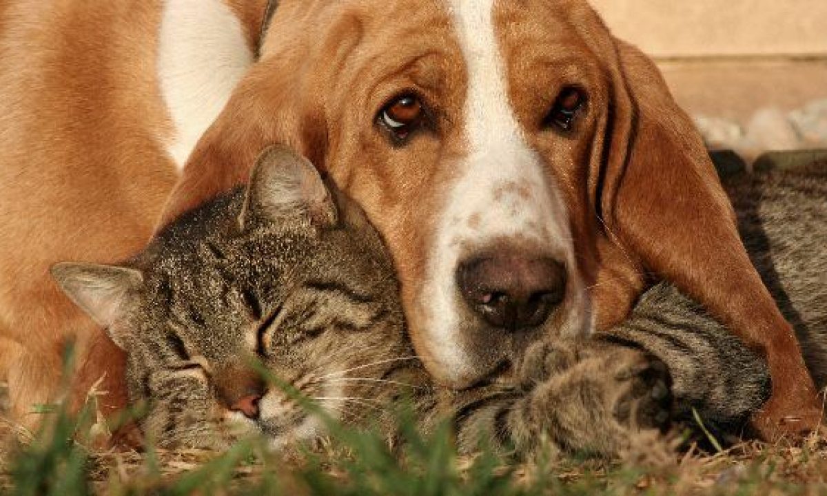ampliar oído Percepción Cálculos urinarios en perros y gatos - Tiendanimal