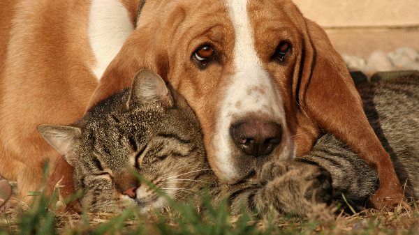 perros y gatos - Tiendanimal