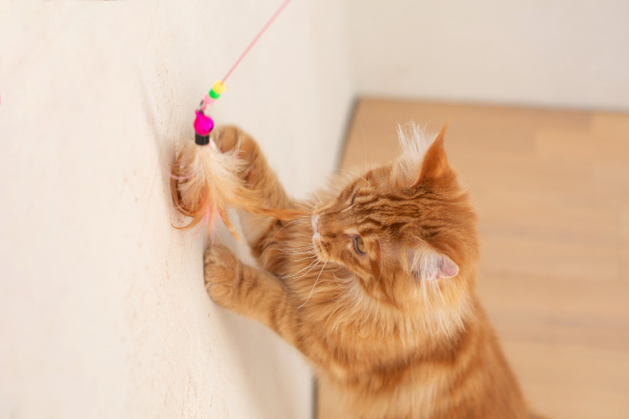 Cómo jugar con un gato