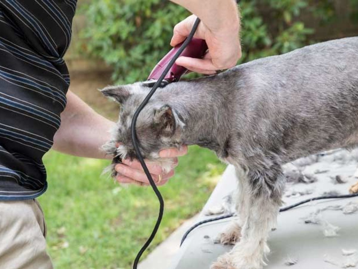 Maquinas de cortar el pelo de perros