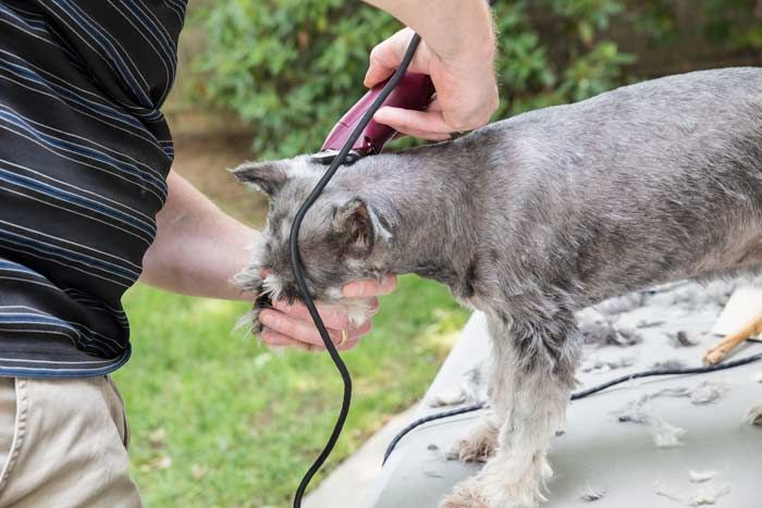  Máquina profesional para cortar pelo en perro y gato