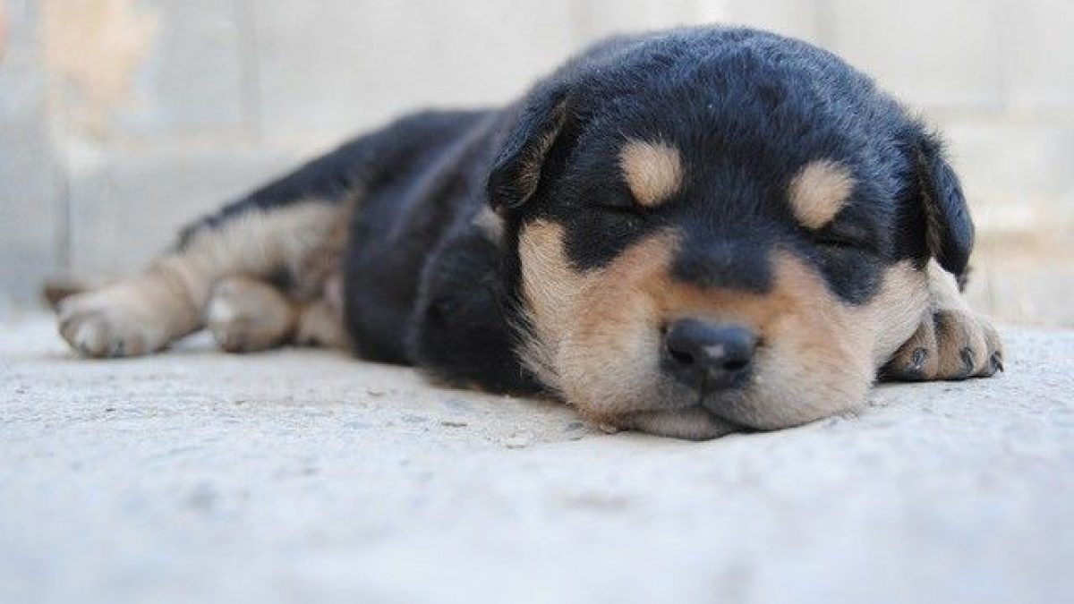 Consejos para a un cachorro recién nacido | Tiendanimal