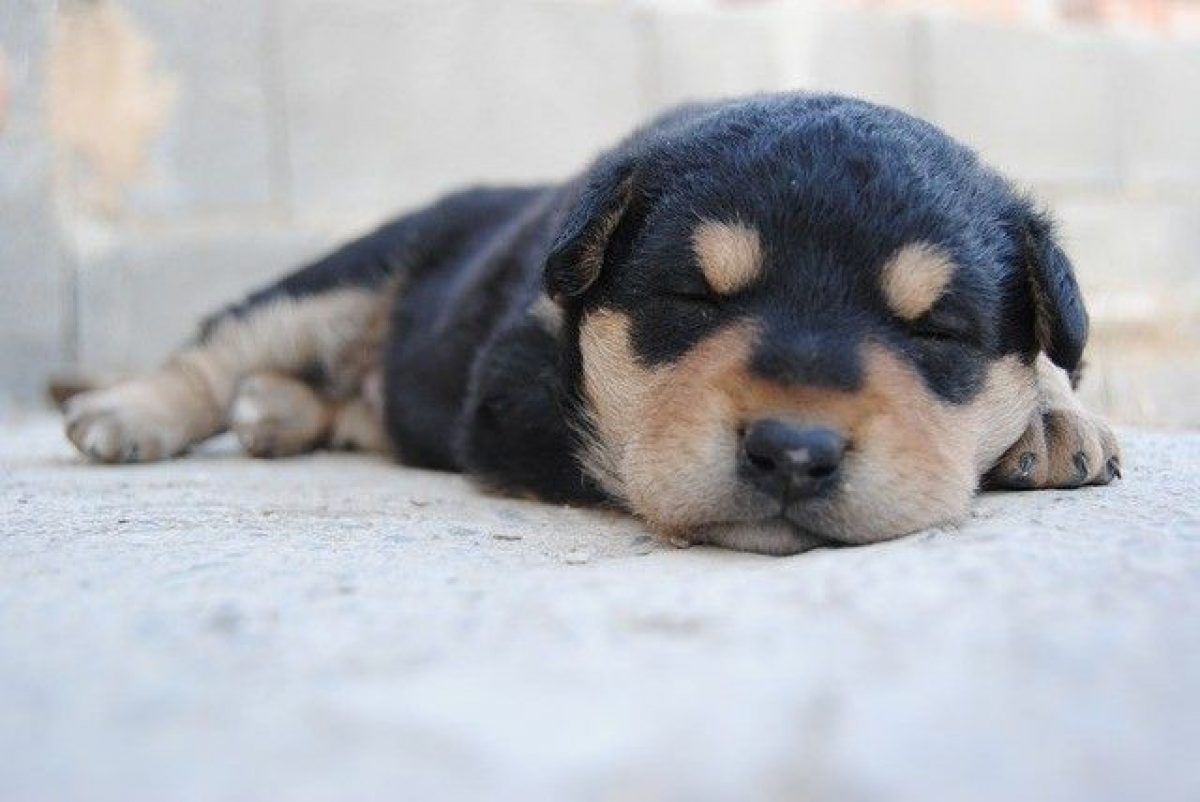 Cuántos cachorros puede tener un Pastor Inglés y cuánto dura su embarazo?