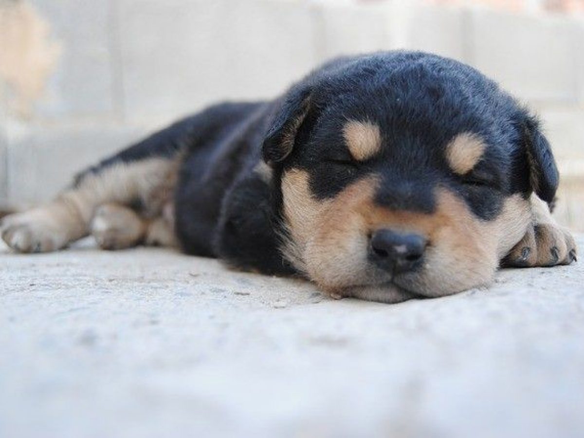 Cachorro lambe bct