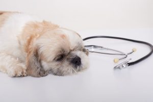 Diabetes mellitus en perros