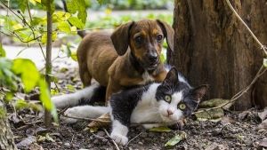 Educación y comportamiento de un Perro o Gato cachorro