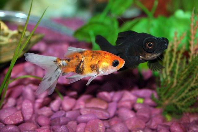 Introduciendo peces en el acuario