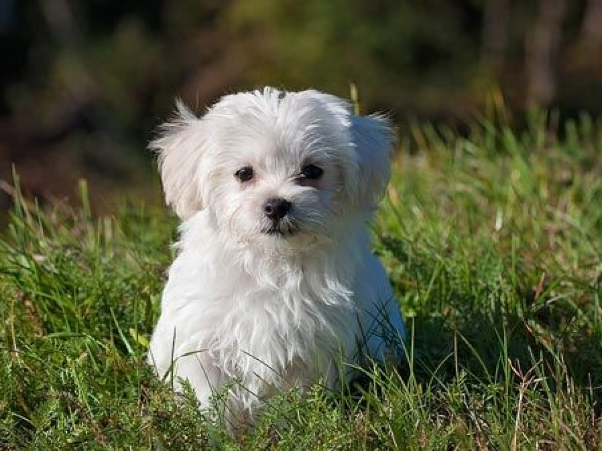 La forma de ser de tu cachorro - Tiendanimal