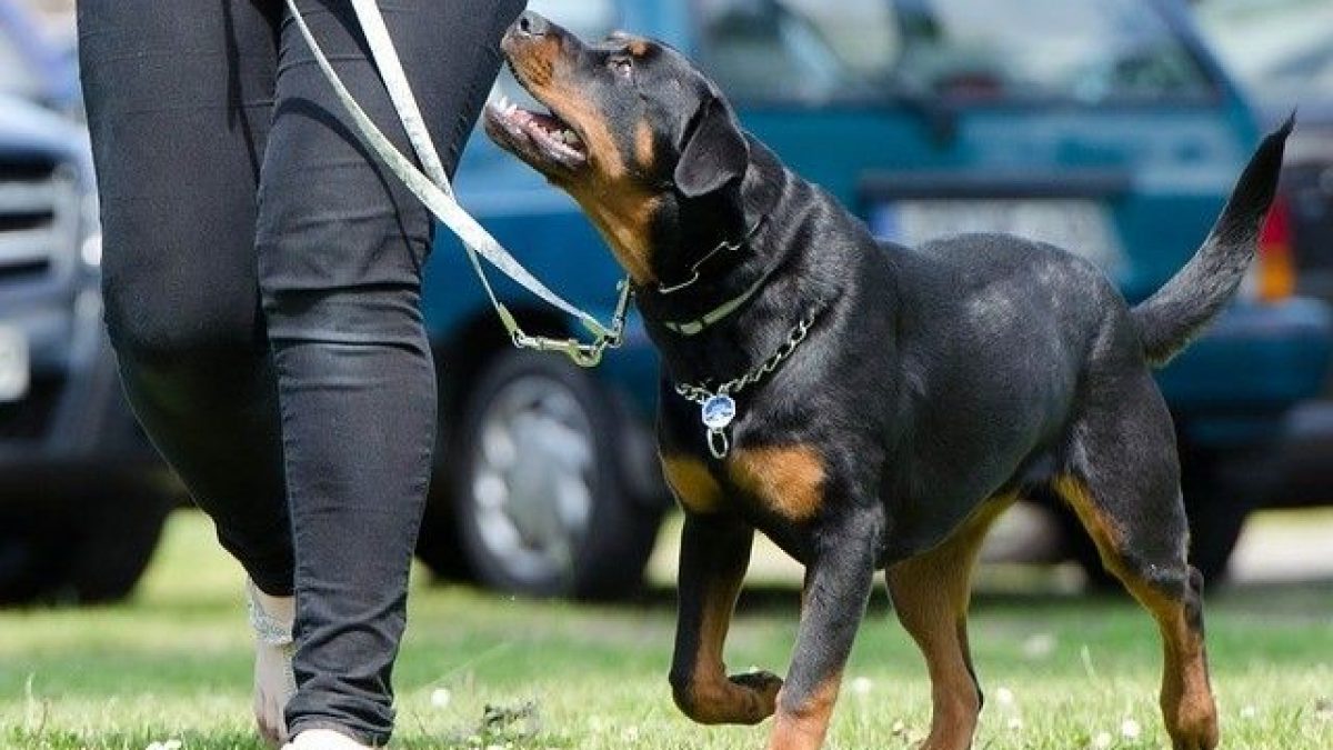 Puerta para perros o puerta para bebés, puerta personalizada para mascotas  o bebés, madera maciza, para perros y cachorros, a prueba de niños, hecha a  medida. -  España