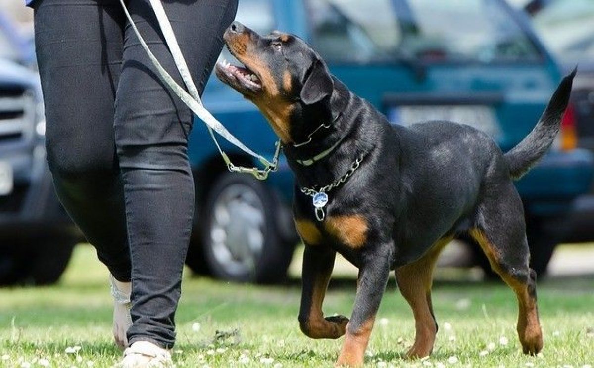 Los lugares en los que está prohibido soltar al perro en la calle