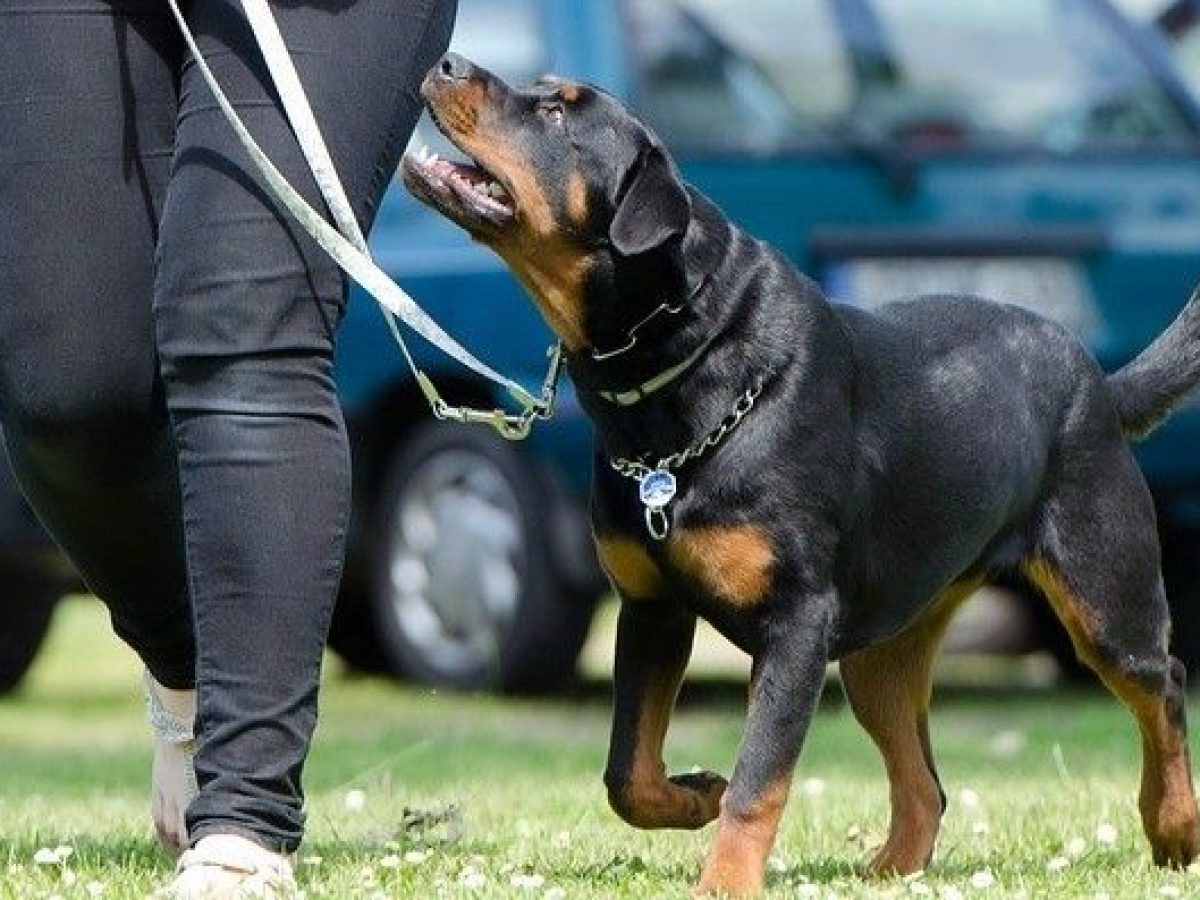 Normativa sobre perros peligrosos en España - Tiendanimal