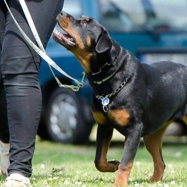 Normativa sobre perros peligrosos en España - Tiendanimal