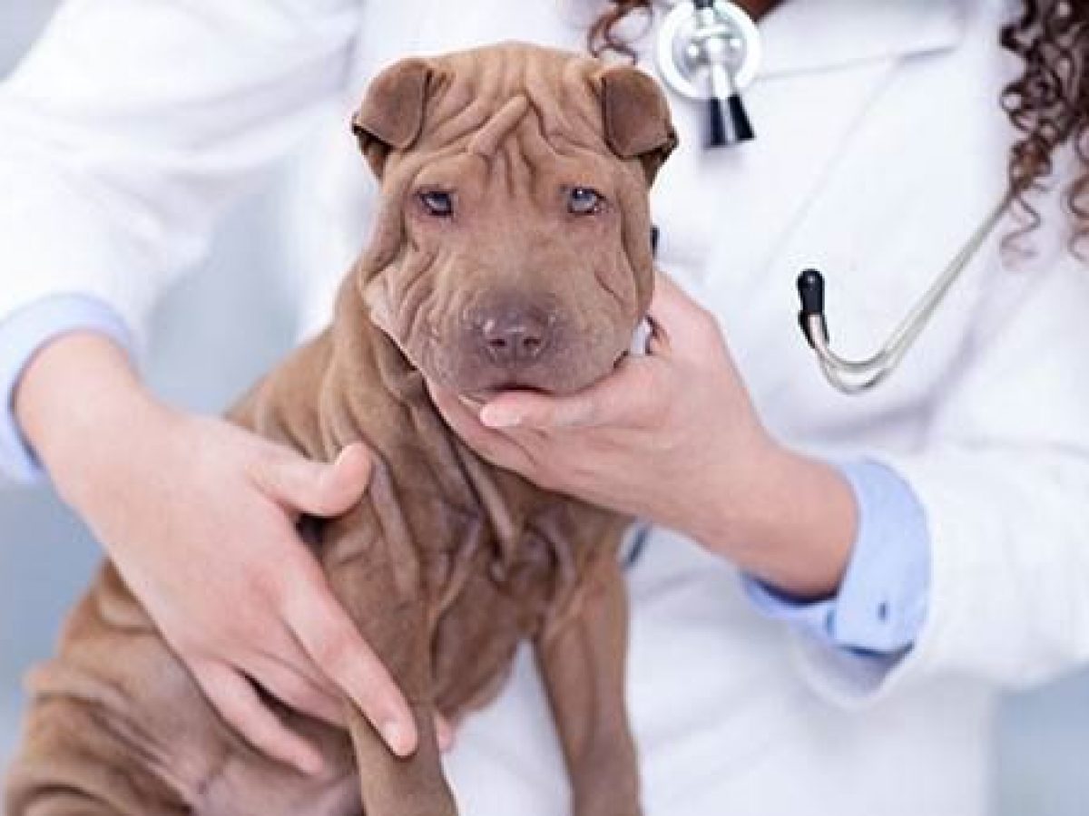 vacuna giardia perros efectos secundarios