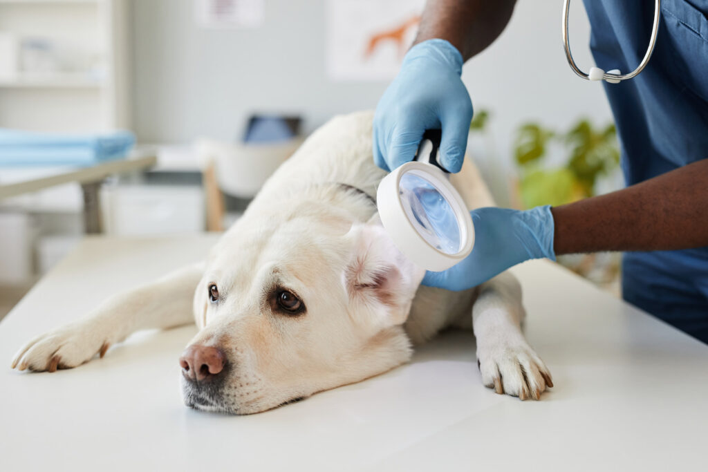 sintomas de la mioasis en perros