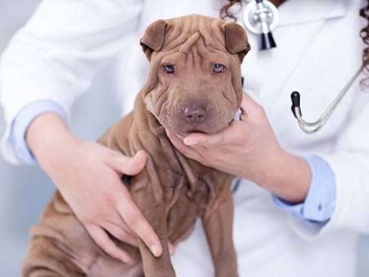 Vacuna giardia perros efectos secundarios