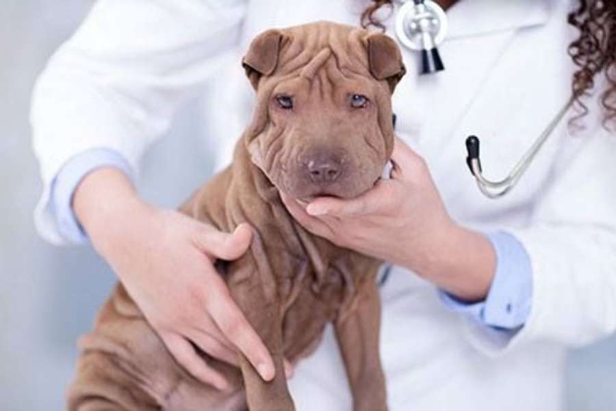 vacuna giardia perros efectos secundari)