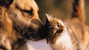 Parásitos intestinales en perros y gatos
