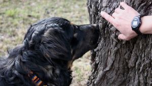 Perros que colaboran en la conservación de nuestro ecosistema