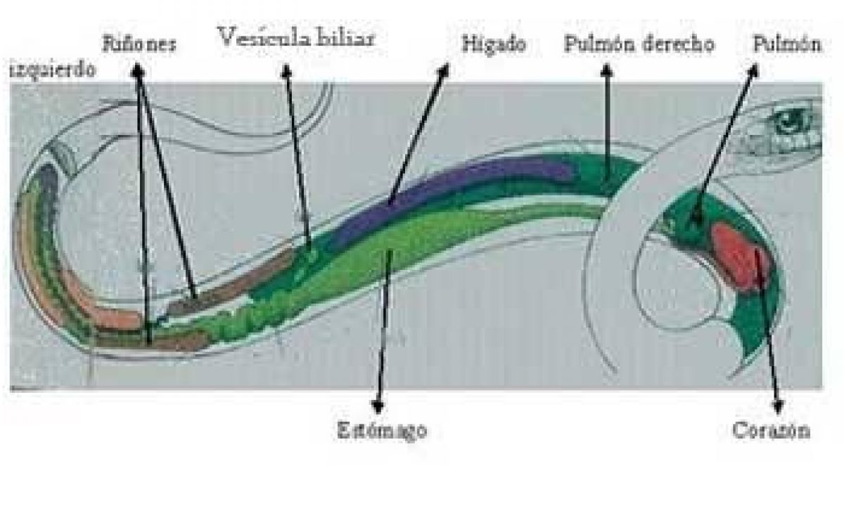 Tipo De Fecundacion De Las Serpientes fity.club