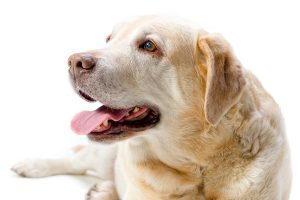 como-ayudar-a-un-perro-con-artrosis