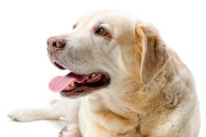 Guía sobre artrosis en perros: síntomas, remedios y cuidados para mejorar su calidad de vida