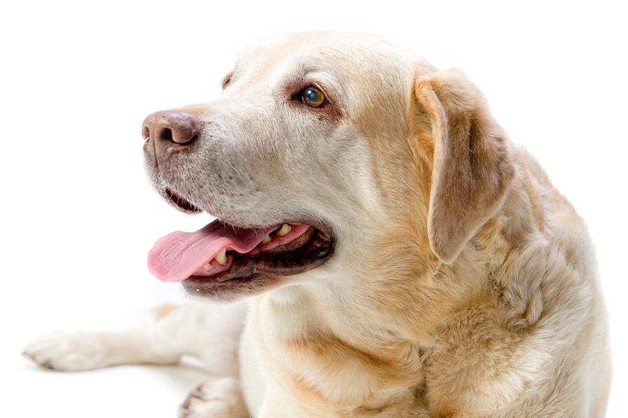 Guía sobre artrosis en perros: síntomas, remedios y cuidados para mejorar su calidad de vida