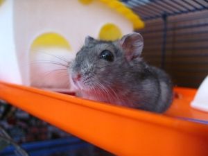 El baño de los hámsters y pequeños roedores