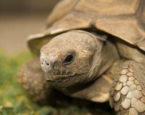 secundario Pico código Morse Qué necesito para empezar con una tortuga de tierra? - Tiendanimal