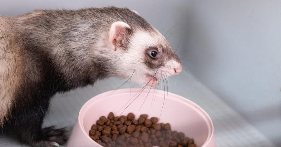 Qué darle de comer a un hurón - alimentación