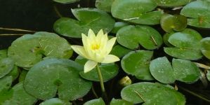 ¿Cómo preparo mi estanque para el invierno?