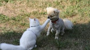 Alimentación de las mascotas con insuficiencia renal crónica