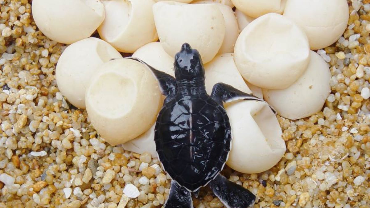 Gracioso terrorista triángulo Cuidado de los huevos de las tortugas - Tiendanimal