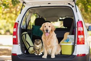 Viajar con mascotas