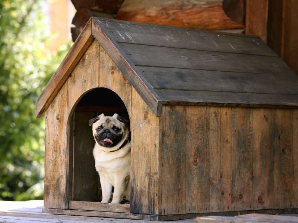 cohete Tres Hacer las tareas domésticas Elige la caseta adecuada para tu perro | Tiendanimal