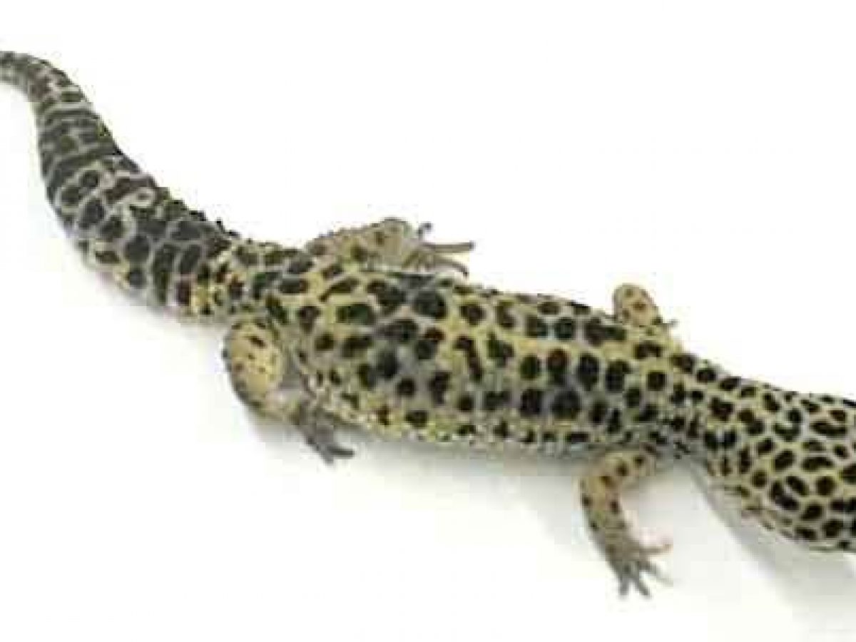 Geco leopardo: un reptil para principiantes - Tiendanimal