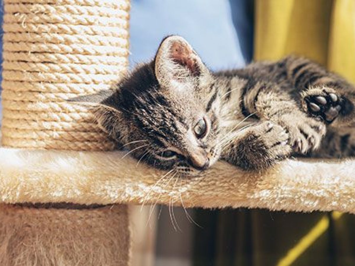 Rascadores para gatos: ¿cuál es el mejor para mi mascota? - Tiendanimal