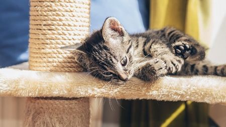 ¿Cómo enseño a mi gato a usar el rascador?