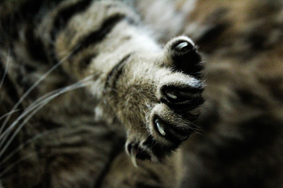 Es difícil cortar las uñas de mi gato en casa