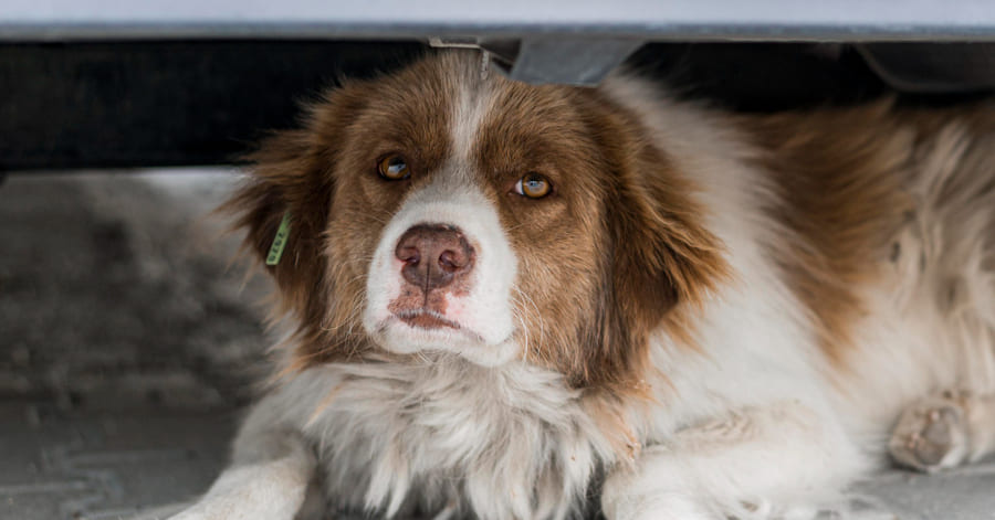 Mi perro es muy nervioso: causas y qué hacer para tranquilizarlo