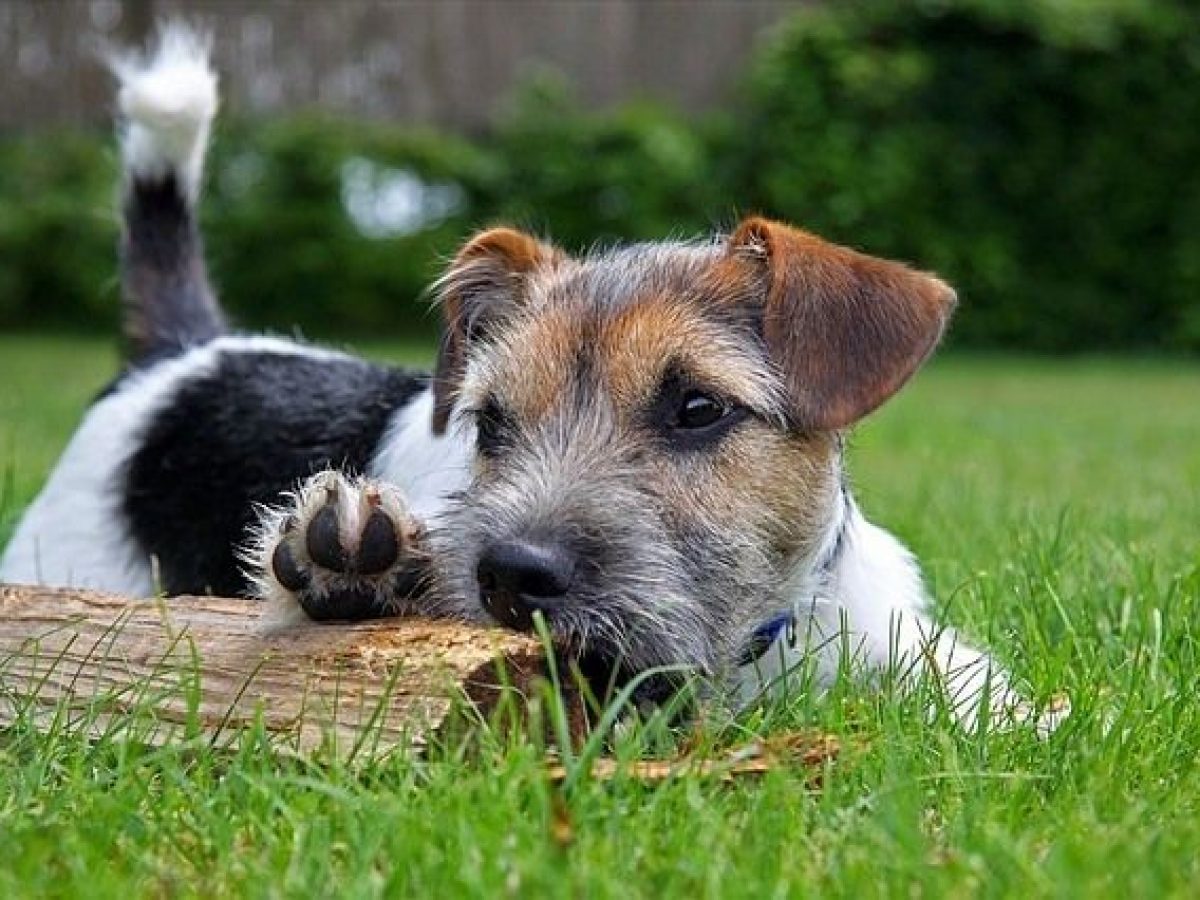 Como puedo ayudar a mi perro nervioso? - Tiendanimal