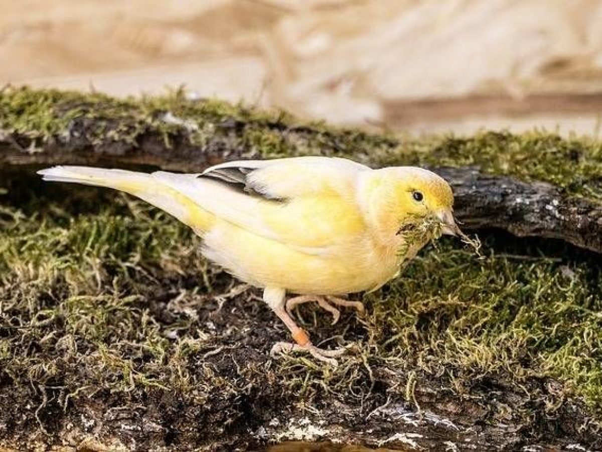 Cómo saber si tu canario es macho o hembra - Tiendanimal Cómo saber si tu canario es macho o hembra - Tiendanimal