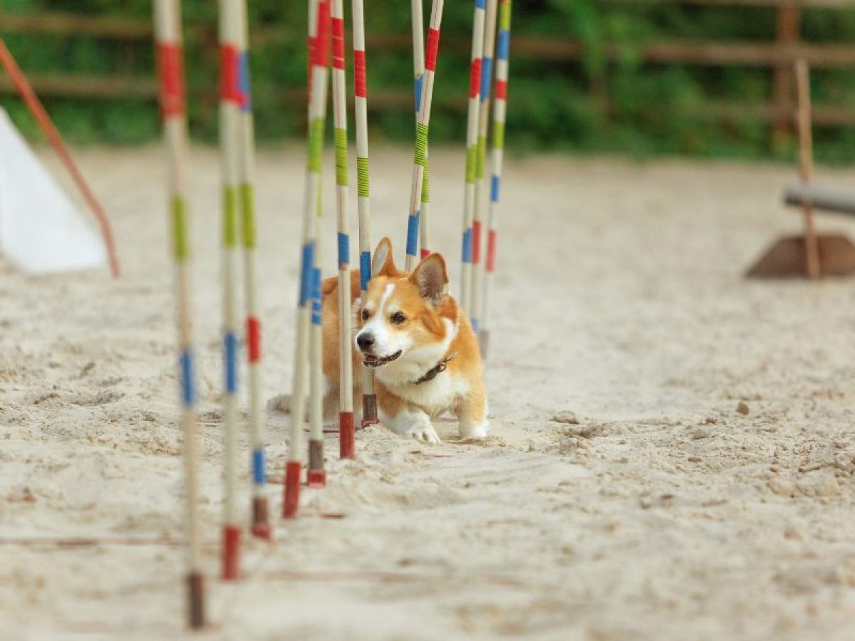 Agility para Perros Tiendanimal