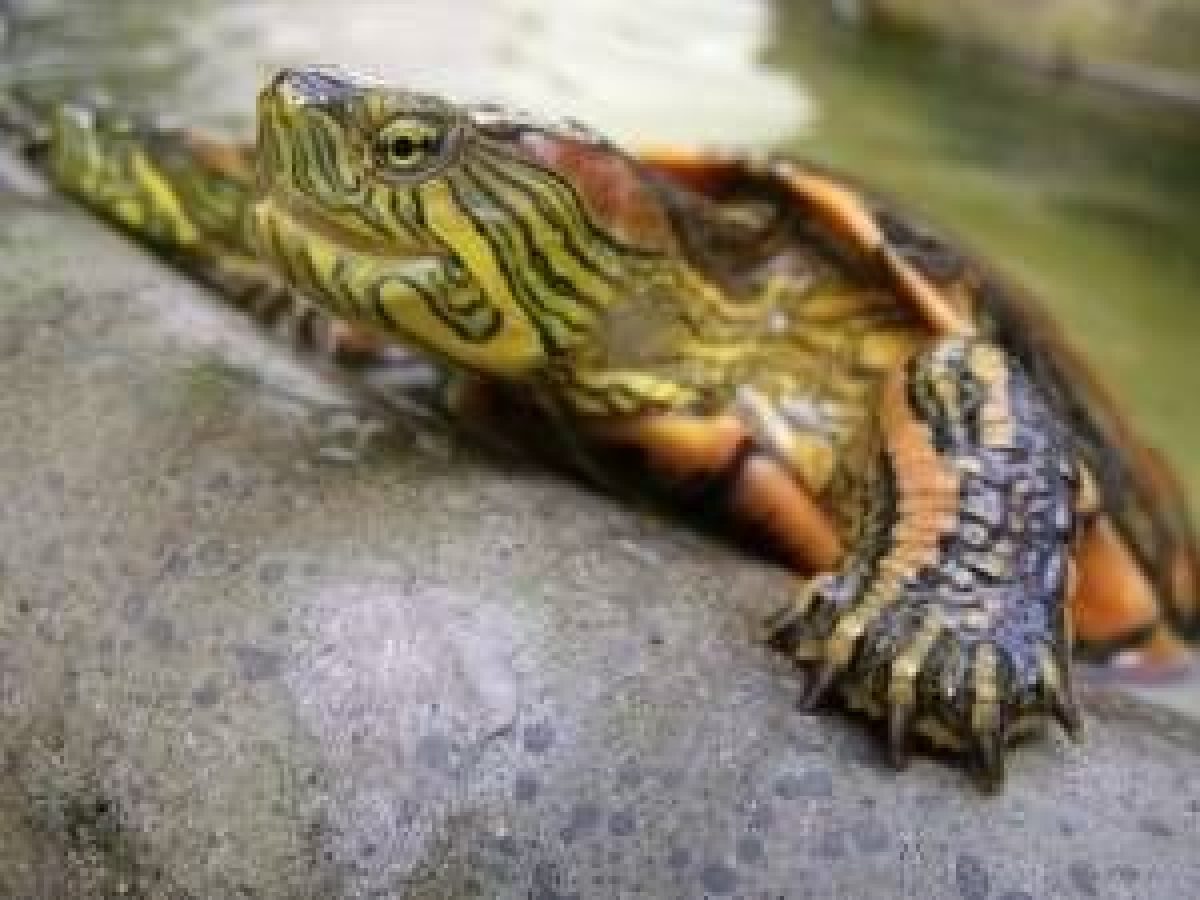 Acuarios para tortugas de agua