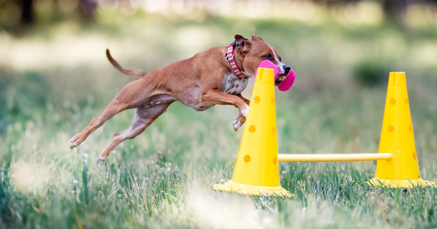 Qué es el agility para perros, toda la información